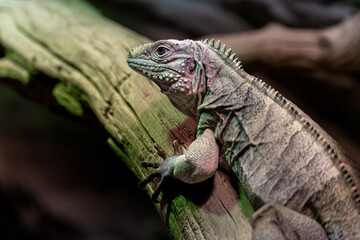 Lesser Antillean iguana (Iguana delicatissima)