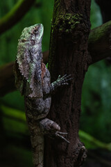 Lesser Antillean iguana (Iguana delicatissima)