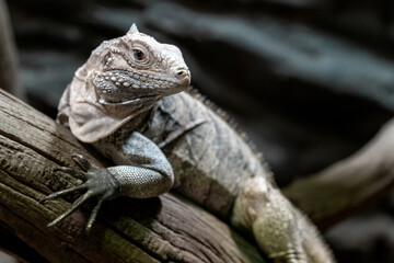 Lesser Antillean iguana (Iguana delicatissima)