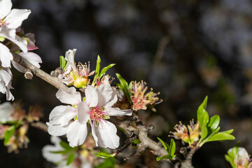 almendros en flor almond flowers