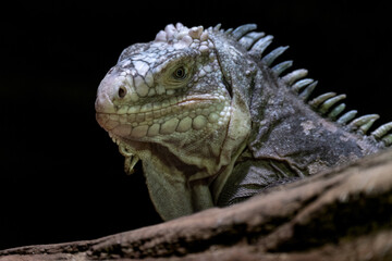 Cuban iguana (Cyclura nubila)