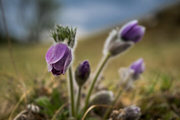 Blume 