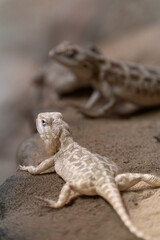 Desert iguana (Dipsosaurus dorsalis)
