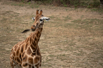 Giraffe chewing feathers