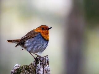 森の中で枯れ木に留まっているコマドリの雄