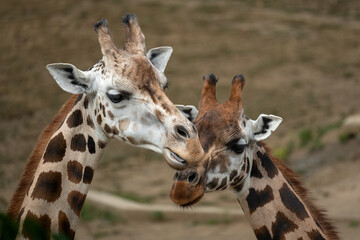 Two cuddling giraffes