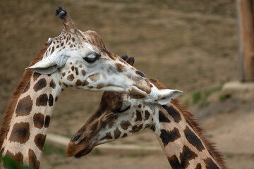 Two cuddling giraffes