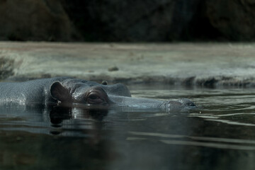 Fototapeta premium Hippo in the water