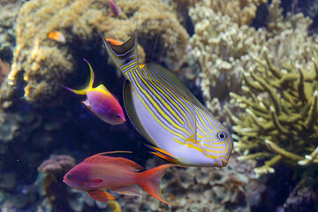 Surgeonfish doing pirouettes
