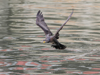 Cormorant in flight