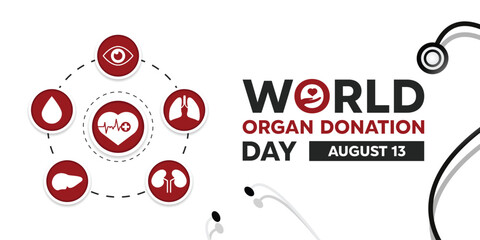 World Organ Donation Day. Heart, eyes, lung, liver, blood, kidney and stethoscope. Great for cards, banners, posters, social media and more. White background.