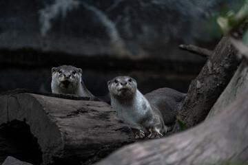 Two otters in the ZOO