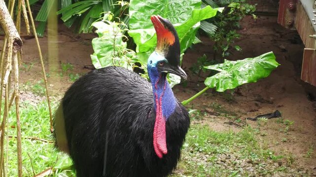 4K, cassowary bird, Casuarius, large flightless prehistoric, Mandai bird paradise sanctuary, Singapore
