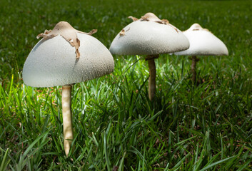 Three mushrooms on green grass