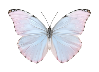 Close-up of a Beautiful Butterfly in Flight Showing Detailed Insect Anatomy, Delicate Antennae, Graceful Wings, and the Fragile Elegance of Nature's Design Captured in Stunning Wildlife Photography