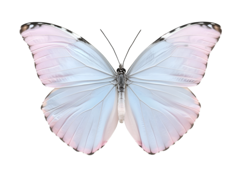 Close-up of a Beautiful Butterfly in Flight Showing Detailed Insect Anatomy, Delicate Antennae, Graceful Wings, and the Fragile Elegance of Nature's Design Captured in Stunning Wildlife Photography