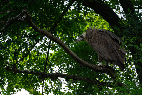 Volture sitting on the tree branch