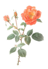 Beautiful Orange Blossom Illustration with Green Leaves and Buds