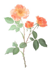 Beautiful Orange Blossom Illustration with Green Leaves and Buds