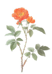 Beautiful Orange Blossom Illustration with Green Leaves and Buds