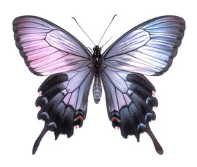 Close-up of a Beautiful Butterfly in Flight Showing Detailed Insect Anatomy, Delicate Antennae, Graceful Wings, and the Fragile Elegance of Nature's Design Captured in Stunning Wildlife Photography