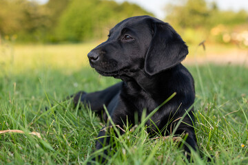 Portrait of a cute black Labrador puppy laying down on the grass