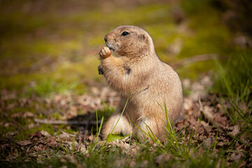Prairie dog eating grass.