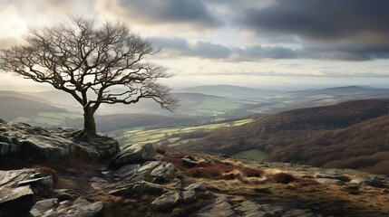 tree in the mountains