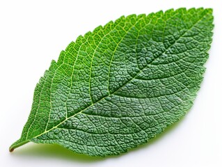 Fototapeta premium Close up of a single green leaf with detailed veins and texture