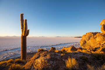 Cactus in Bolivia