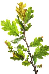 A detailed view of a tree branch with leaves and bark