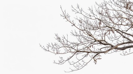 Bare Branches Against a White Sky