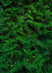 fir tree, texture 5:7