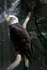 Portrait of a bald eagle