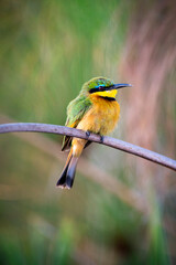The little bee-eater (Merops pusillus) is a bird species in the bee-eater family, Meropidae. They are found in Sub-Saharan Africa. They are rich and brightly coloured slender birds. 