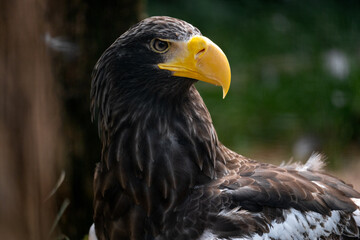 Portrait of a eagle