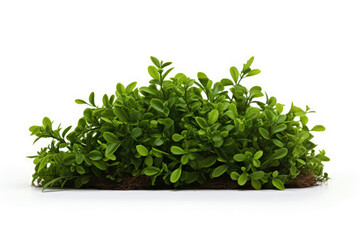 Obraz premium generated illustration of green shrub against white background