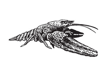 Graphical cancer isolated on white background, seafood element. Vector illustration	
