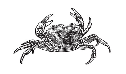 Graphical  sea crab isolated on white background, seafood, vector illustration