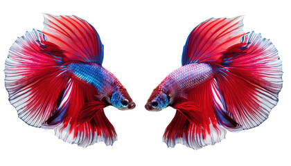 Obraz premium Vibrant red betta fish with flowing fins, showcasing stunning colors and grace underwater, a perfect aquatic beauty.