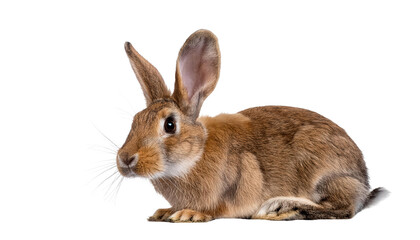 Fototapeta premium Cute brown rabbit sitting gracefully, showcasing its long ears and soft fur. Perfect for nature and pet-themed projects.