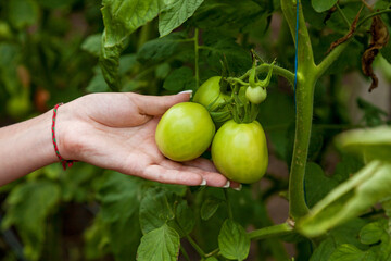 Girl holding two green tomatoes close-up