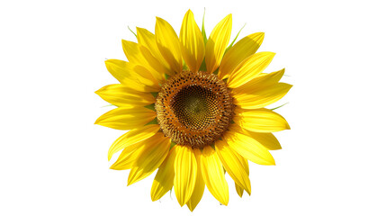 Obraz premium Bright yellow sunflower in full bloom, standing out against a stark white background.