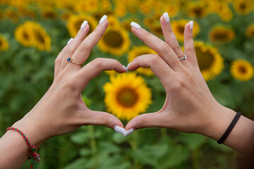 Female hands in the shape of a heart against the background of a field of sunflowers close-up
