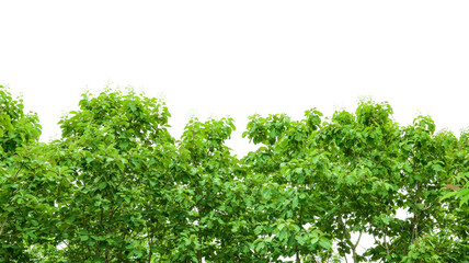 A cut-out of a teak tree on a white background with clipping paths.