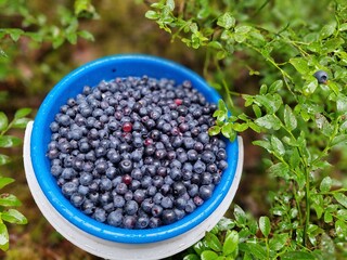 Freshly Picked Blueberries In A Blue Bowl Surrounded By Lush Greenery. A vibrant blue bowl brimming with freshly picked blueberries is surrounded by lush green bushes