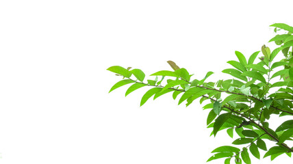 A cut-out of tree top leaves on a white background with clipping paths.