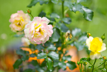 Fototapeta premium flowers in the garden