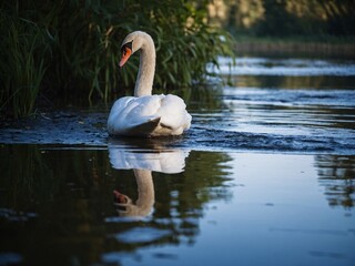 Swans reflected in calm water