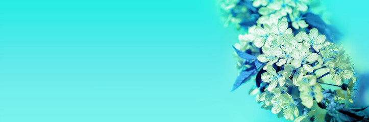 Blossoming sakura (Cherry blossom) on a turquoise background. Horizontal banner